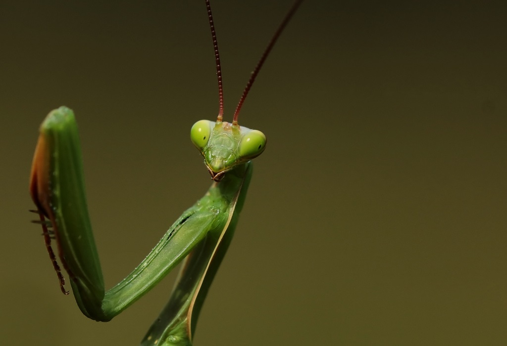 9 IMG_MANTIS.JPG