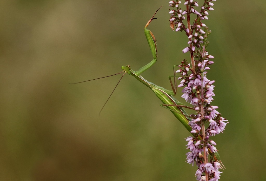 10 IMG_MANTIS.JPG