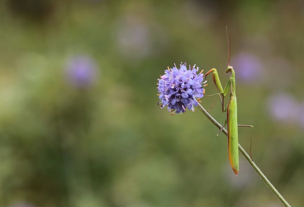 11 IMG_MANTIS.JPG