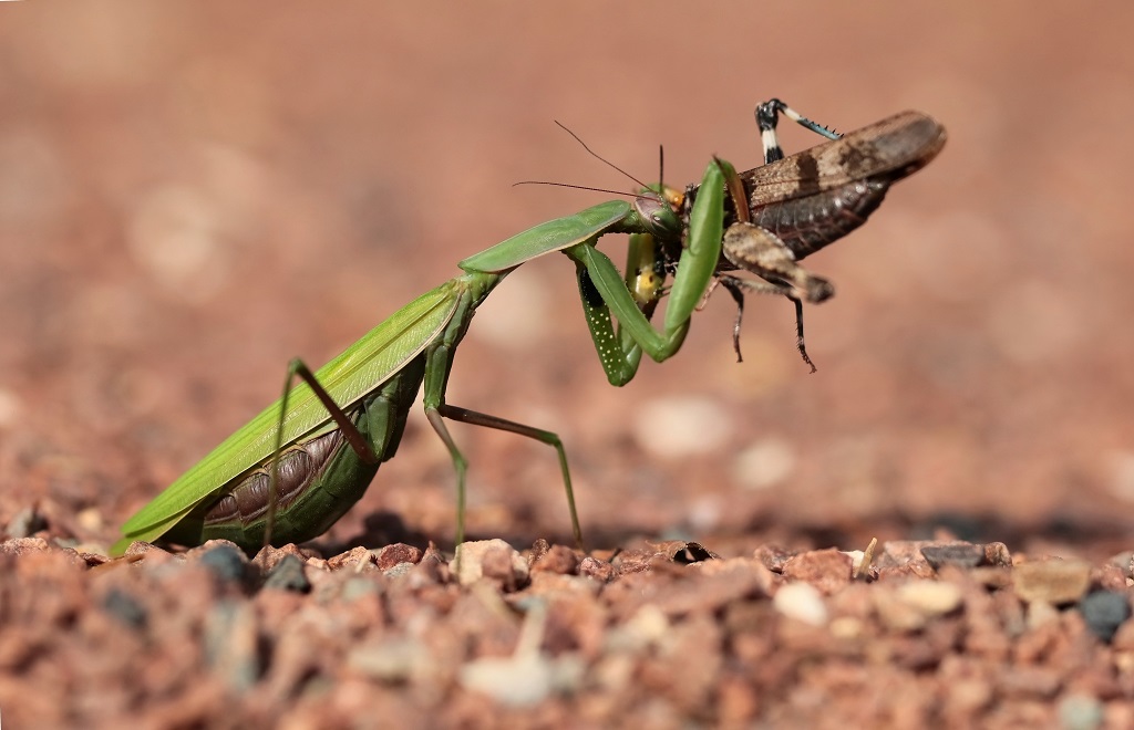 12 IMG_MANTIS.JPG