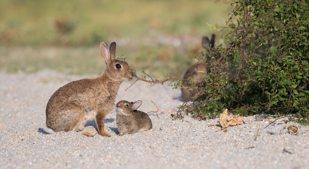 Lapin_11.jpg