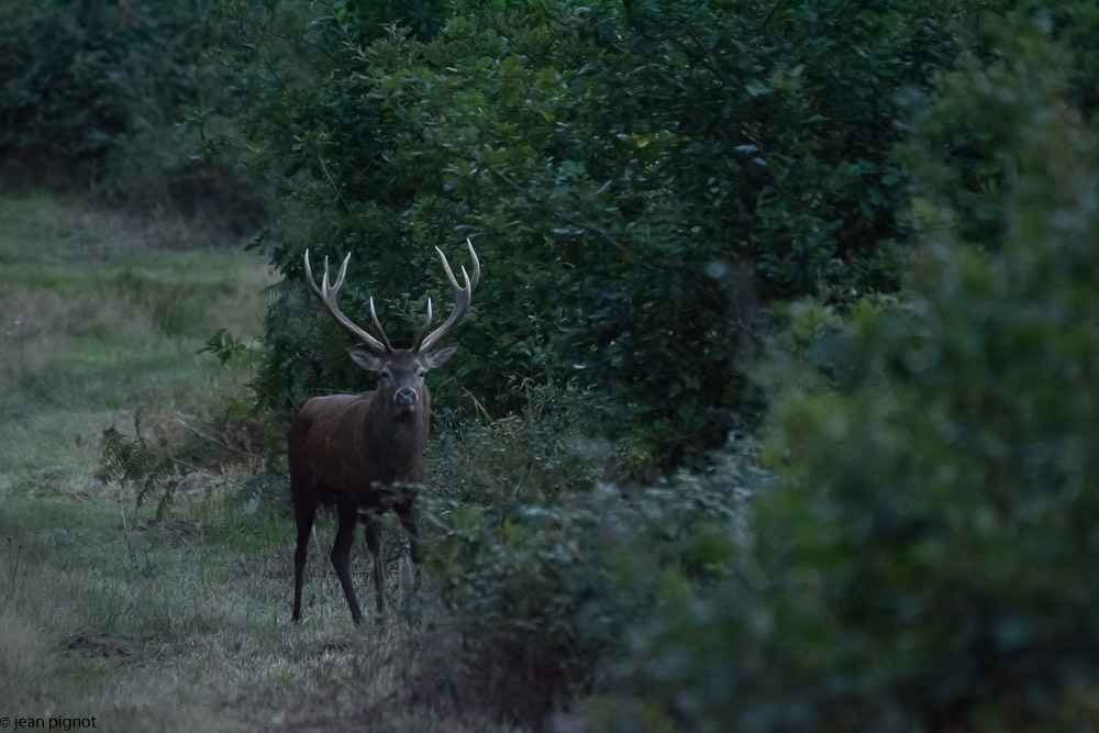 cerf au brame.JPG