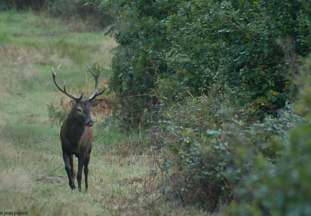 cerf au brame-2.JPG