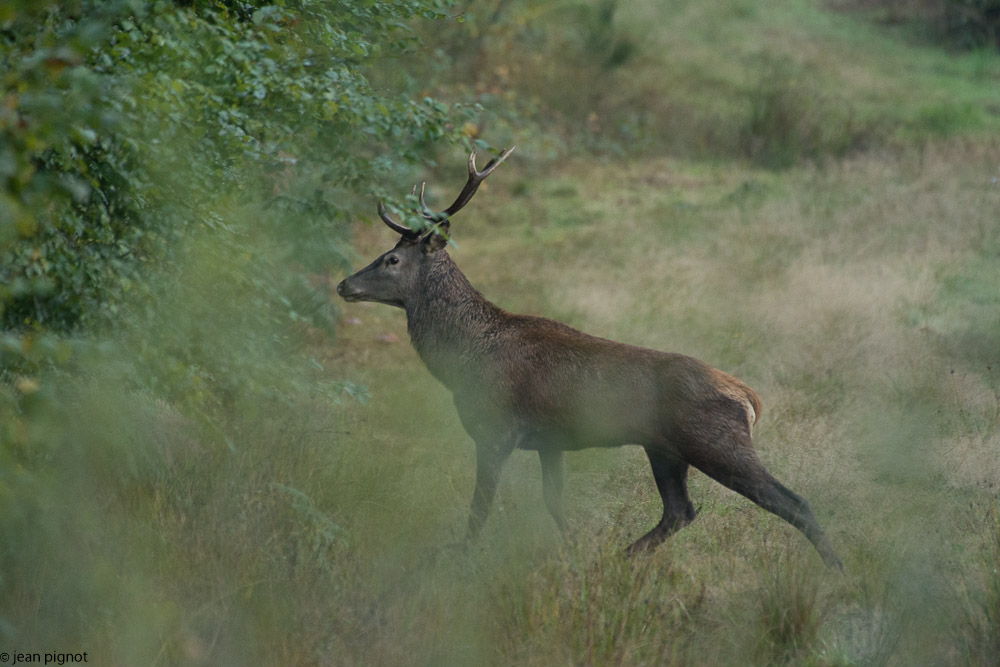 cerf au brame-3.JPG