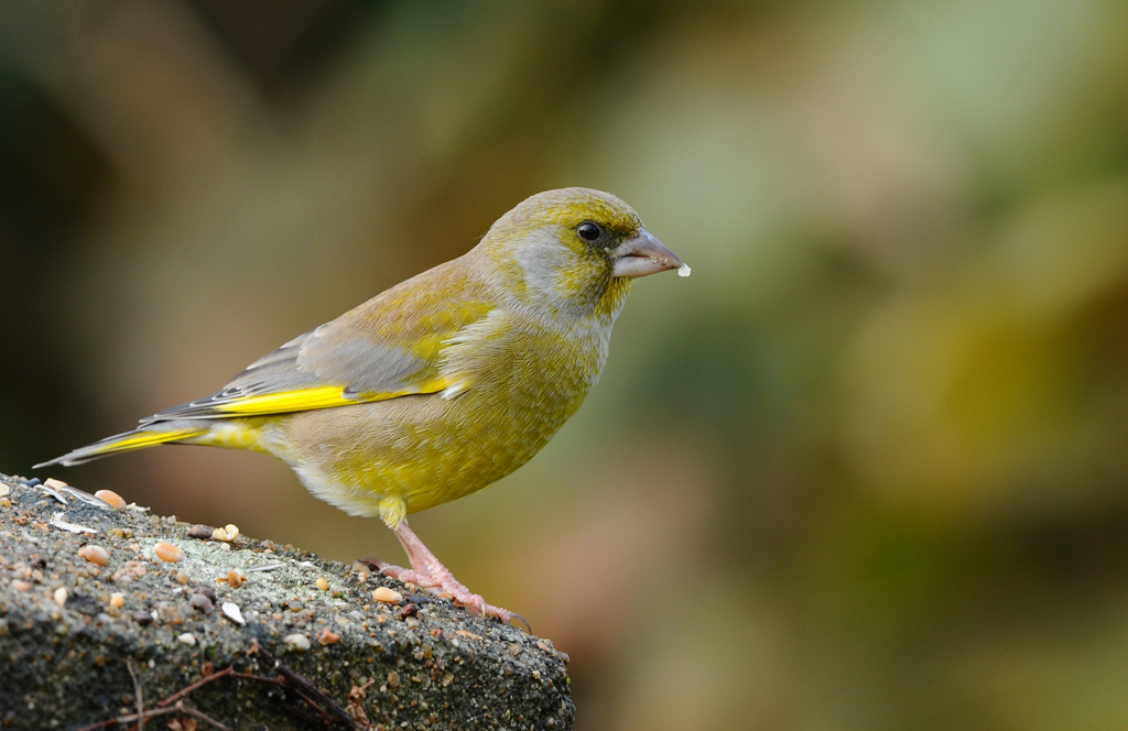 VERDIER-MALE-20121104-LA-MONTAGNE_0.jpg