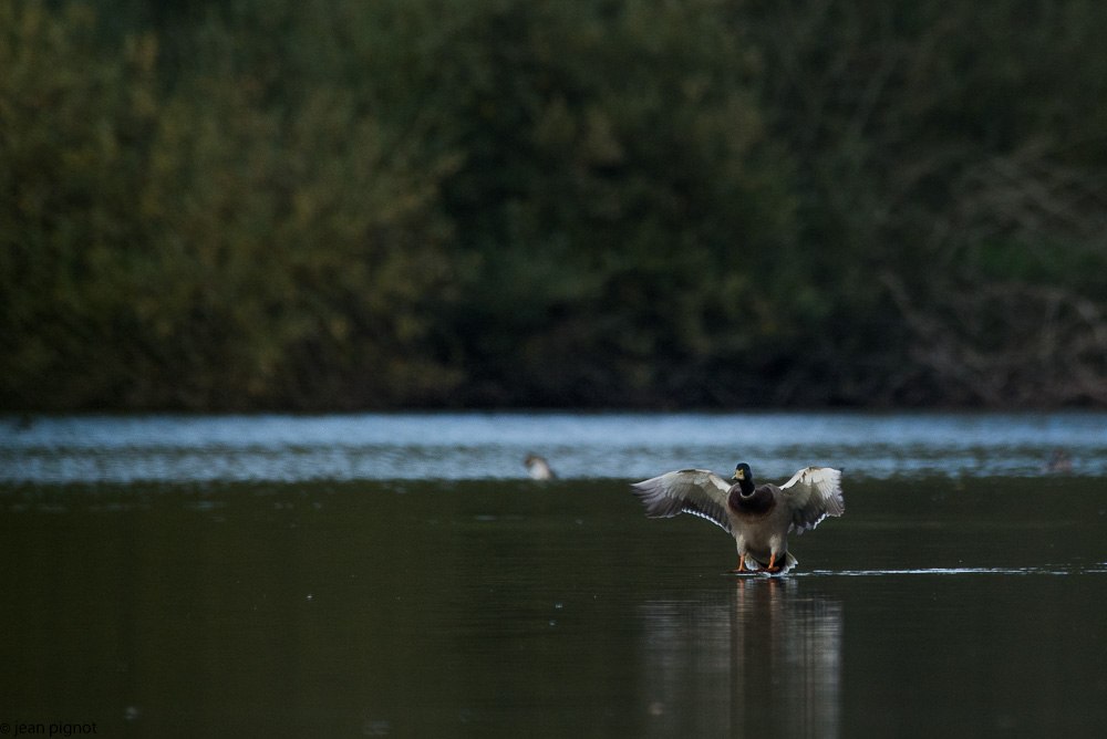 canard besnard.JPG