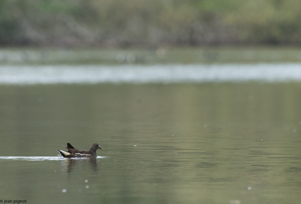 poule d eau besnard.JPG