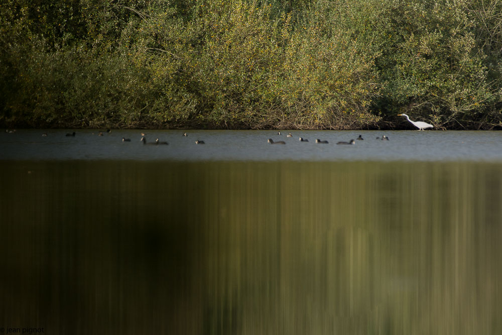 aigrette besnard.JPG