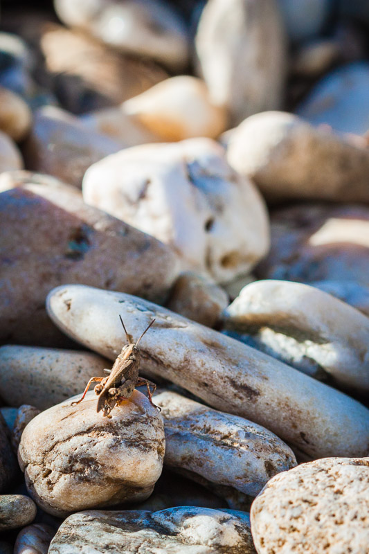 2017 10 08 - Macro Pont du Gard - 6523-2.jpg