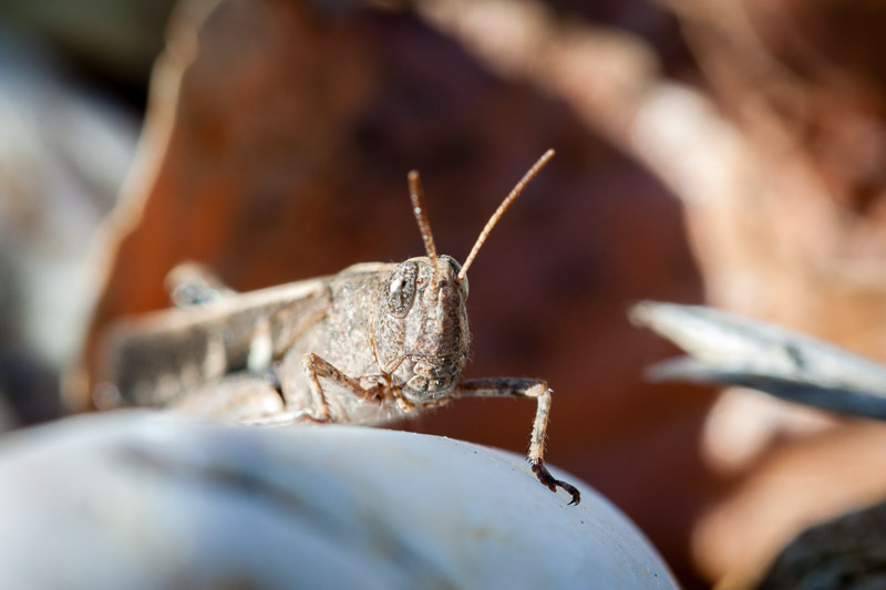 2017 10 08 - Macro Pont du Gard - 6547.jpg