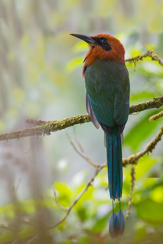 60-Motmot roux.jpg