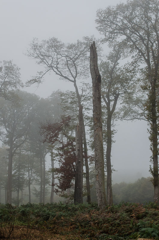 l arbre au champignon.JPG