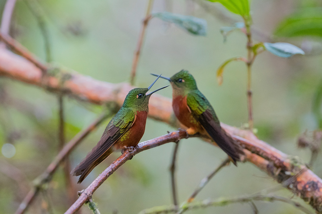 60-Colibri de Matthews.jpg