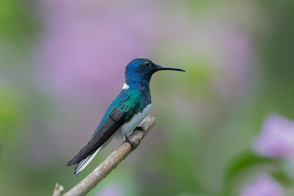 63-Colibri jacobin.jpg