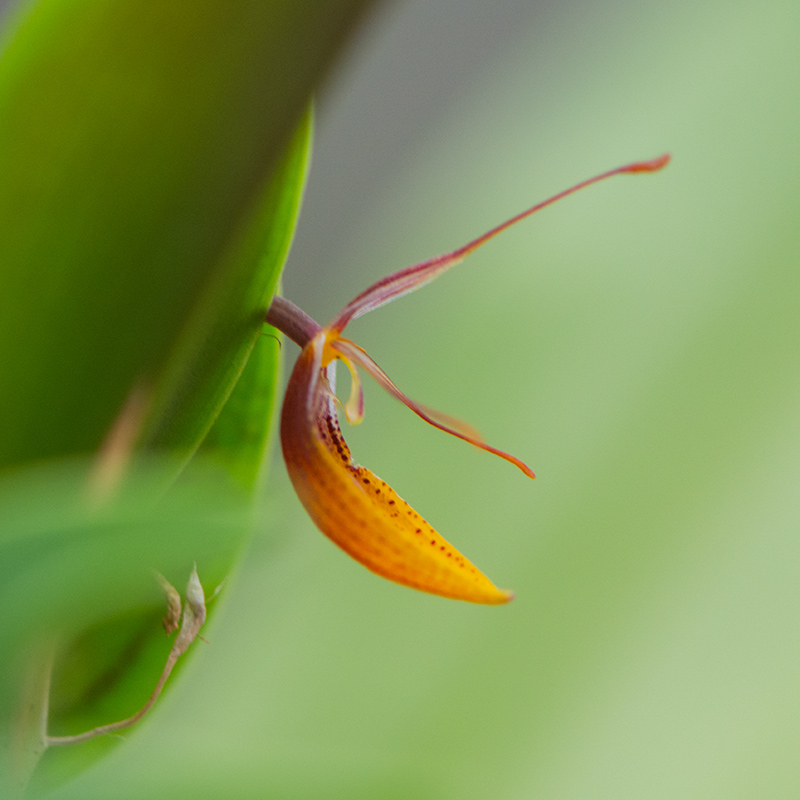 66-Orchidées.jpg-.jpg