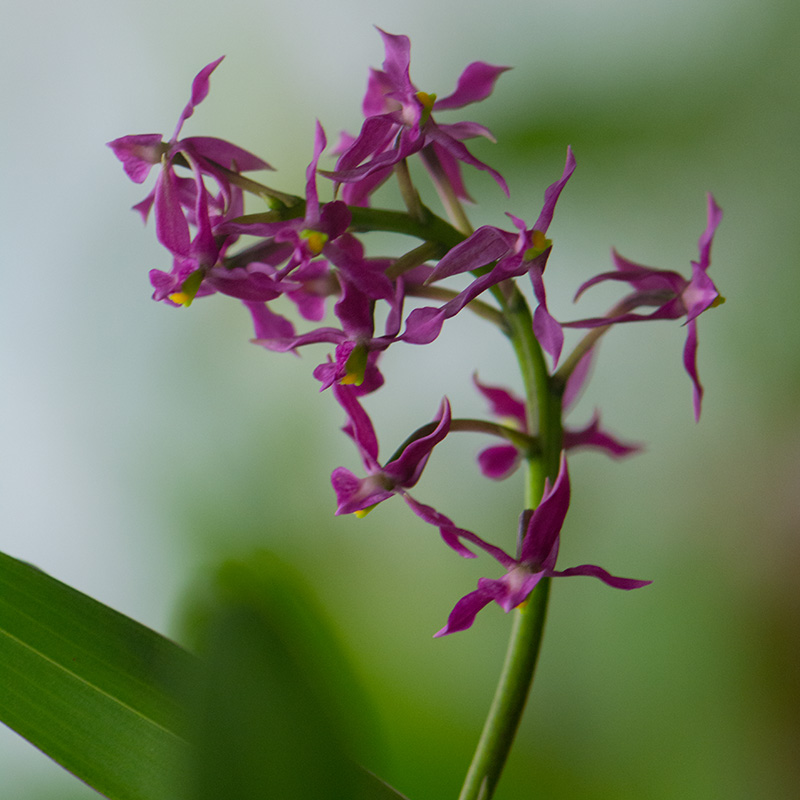 67-orchidées.jpg-.jpg