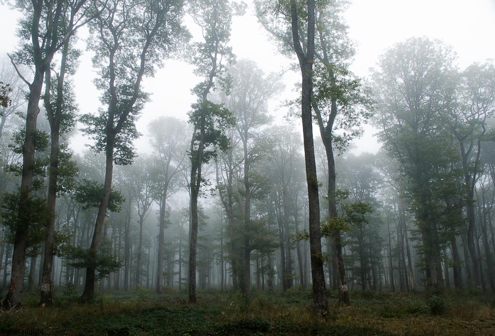 perseigne dans le brouillard-2.JPG