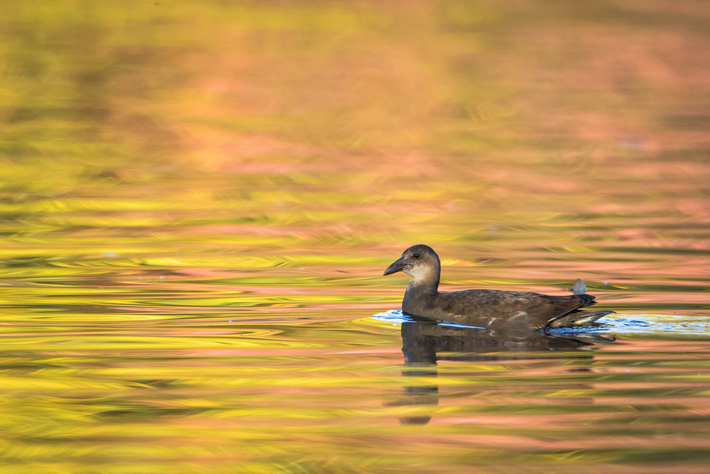 POULE D'EAU.jpg