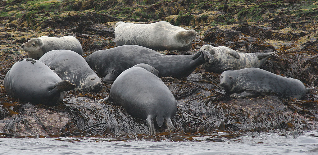 Phoque gris Ecosse Jacques Rivière.jpg