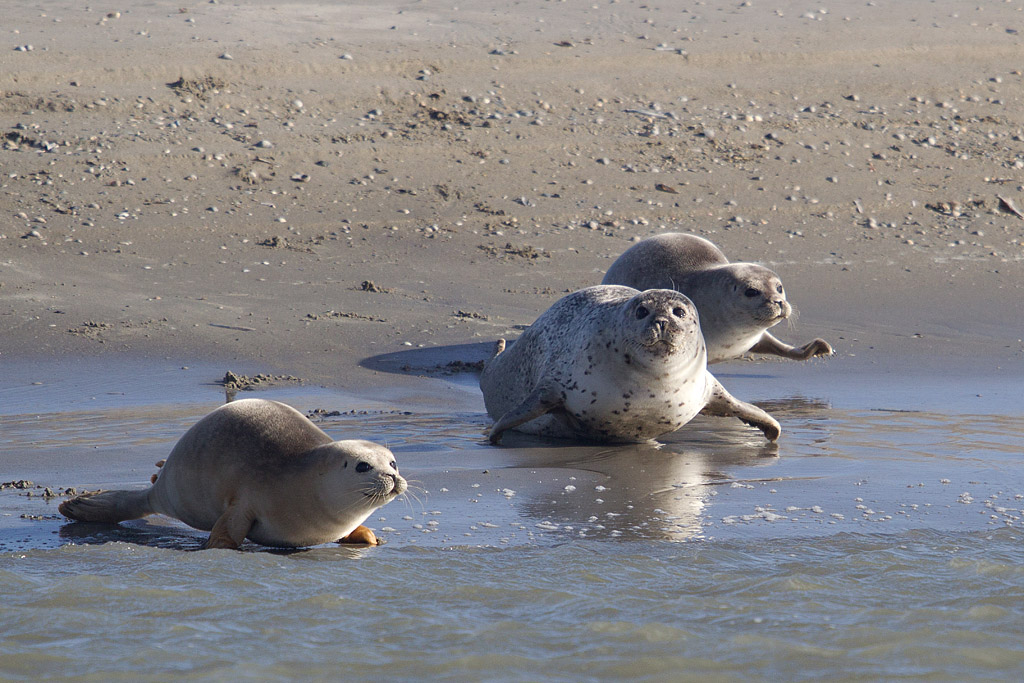 Phoque veau marin , Baie d'Authie Jacques Rivière.jpg