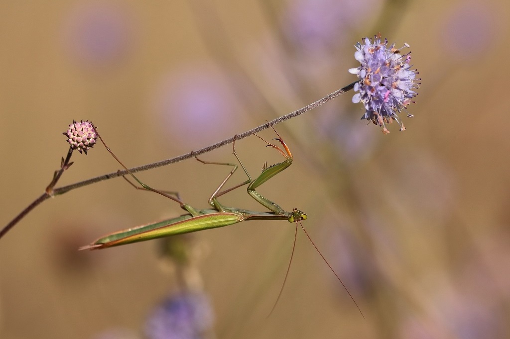 13 IMG_MANTIS.JPG