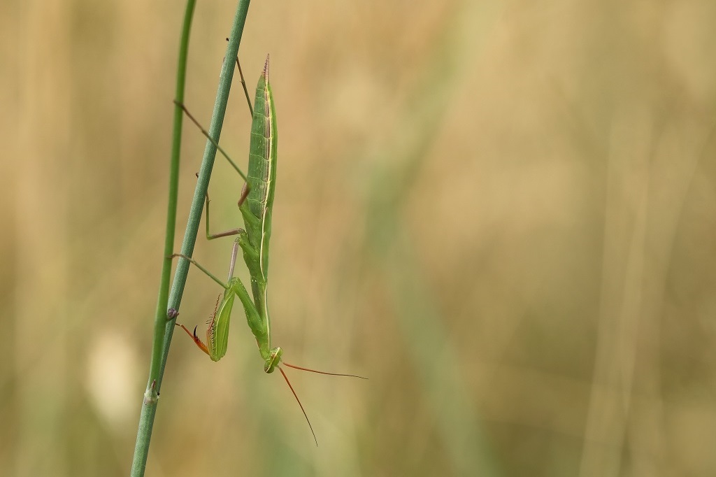 14 IMG_MANTIS.JPG