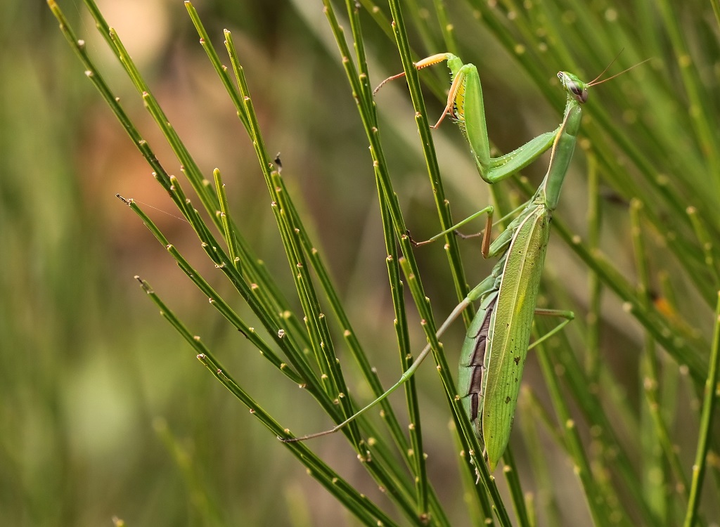 15 IMG_MANTIS.JPG