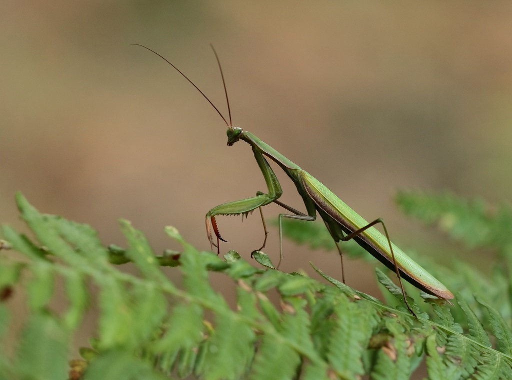 16 IMG_MANTIS.JPG