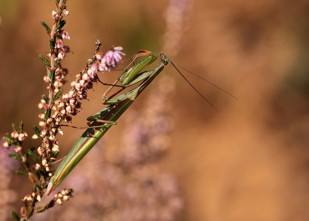 17 IMG_MANTIS.JPG