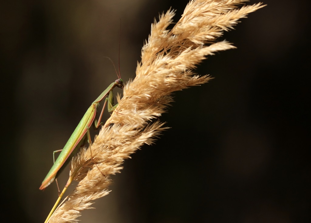 18 IMG_MANTIS.JPG