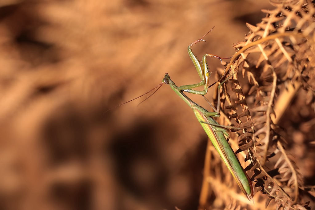 23 IMG_MANTIS.JPG