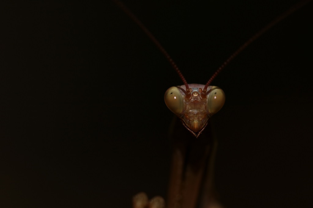 24 IMG_MANTIS.JPG