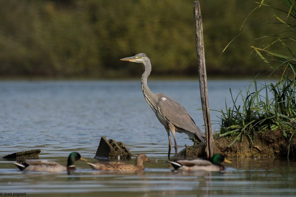 heron etang besnard octbr 2017.JPG