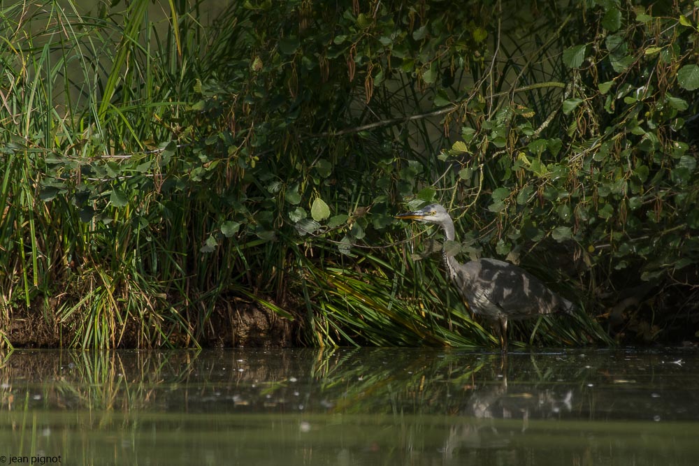 heron etang besnard octbr 2017-3.JPG