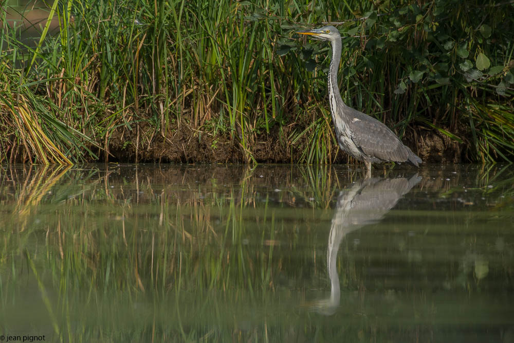 heron etang besnard octbr 2017-4.JPG