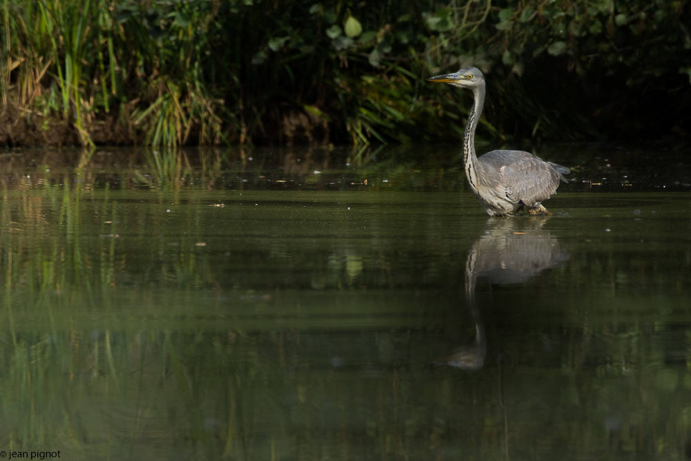 heron etang besnard octbr 2017-5.JPG