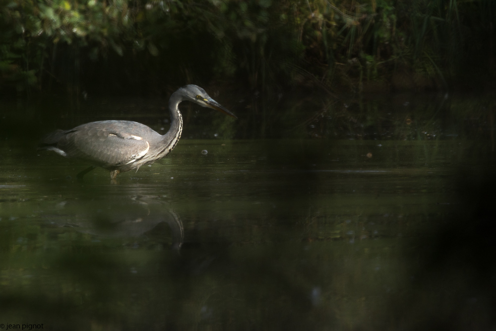 heron etang besnard octbr 2017-6.JPG