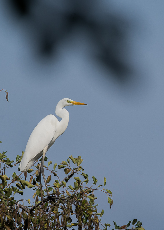 aigrette etang besnard octbr 2017-2.JPG