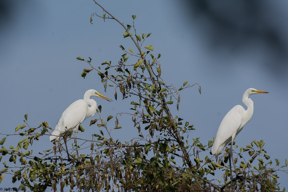 aigrette etang besnard octbr 2017.JPG