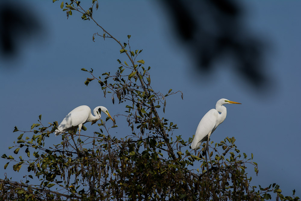 aigrette etang besnard octbr 2017-3.JPG