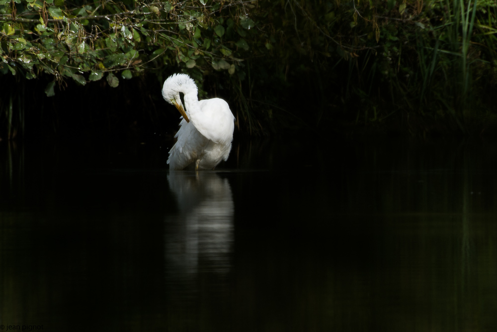 grande aigrette besnard 10-2017-8.JPG