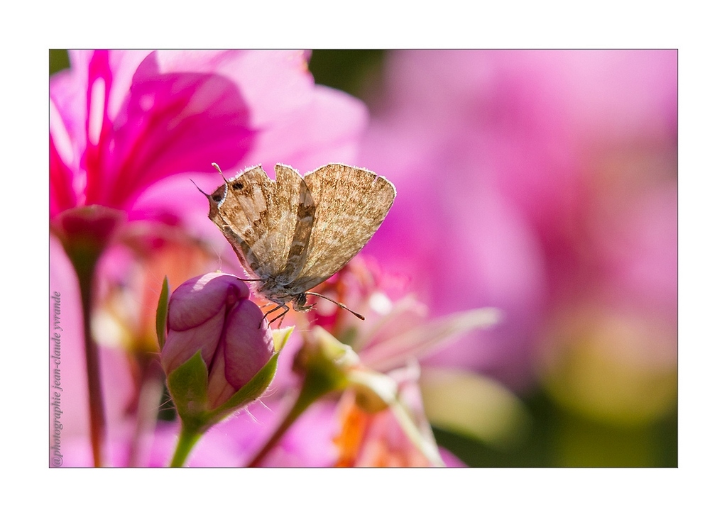 papillon N°2   Sigma 50-150+bague f5,6  iso 400- 500ème (1).jpg