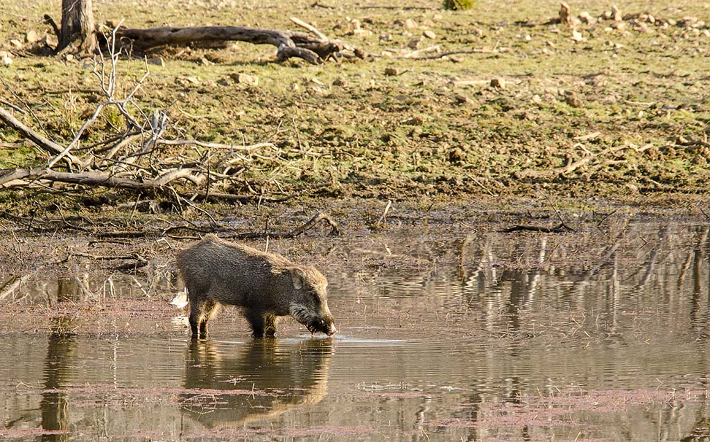 sanglier-etang-s_DSC0637.jpg