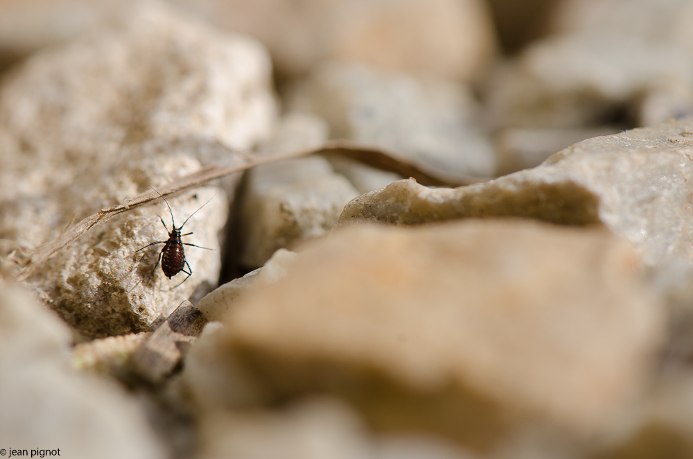 le petit peuple des gravillons-5.JPG