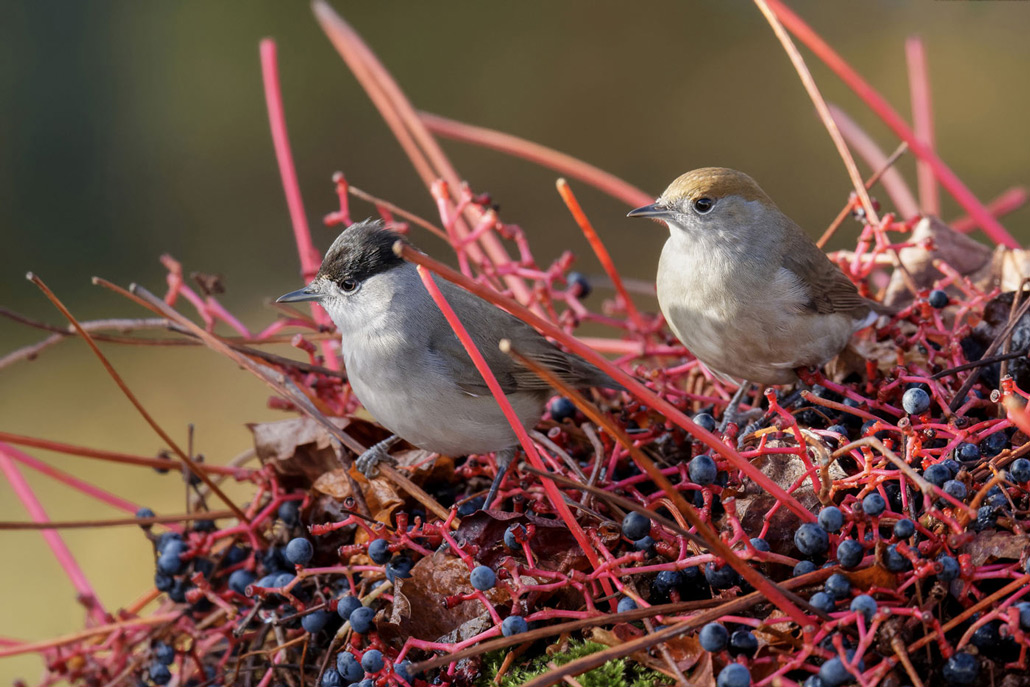 FAUVETTE-A-TETE-NOIRE-COUPLE-20171018-LA-MONTAGNE-(7).jpg