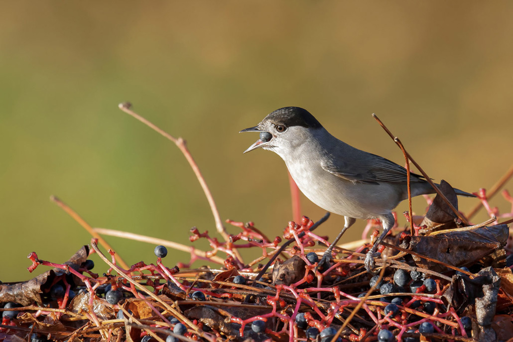 FAUVETTE-A-TETE-NOIRE-MALE-20171018-LA-MONTAGNE-(1).jpg