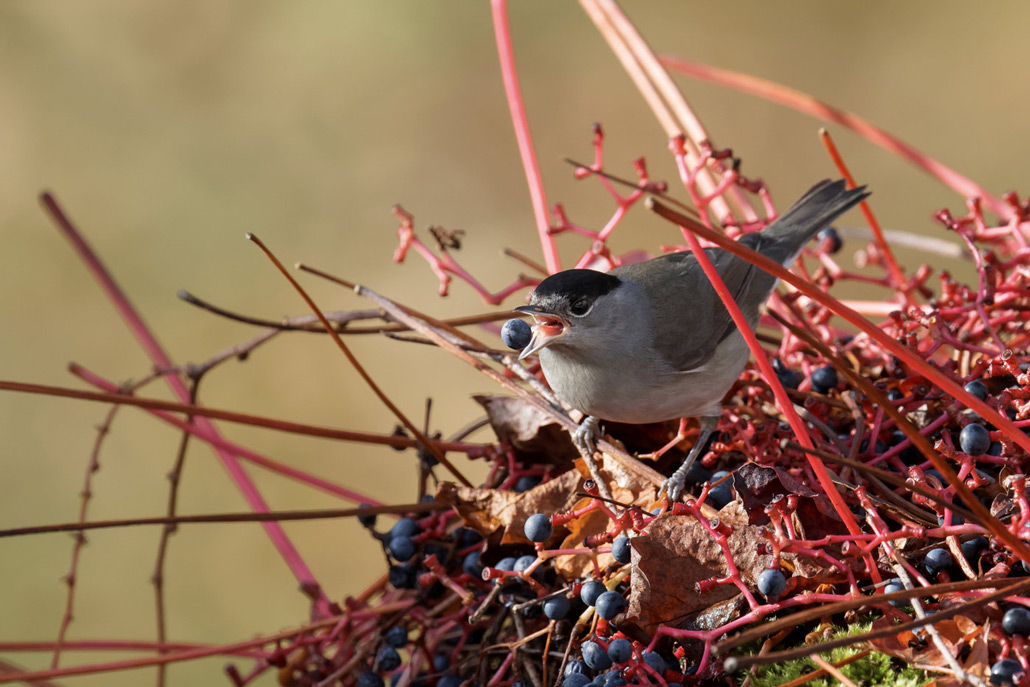 FAUVETTE-A-TETE-NOIRE-MALE-20171018-LA-MONTAGNE-(7).jpg