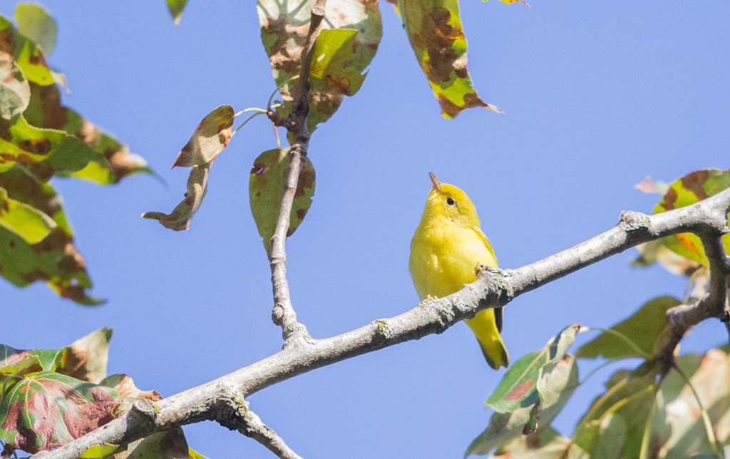 Paruline jaune 2017-09 St OnésimeIN.jpg