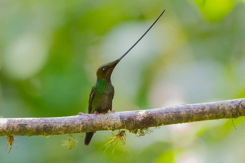 84-Colibri porte épée.jpg