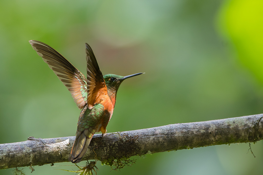 85-Colibri de Matthews.jpg